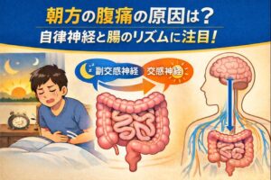 朝方に起きる腹痛の原因とは？自律神経と腸のリズムから読み解く、朝に痛くなる本当の理由のイメージ図