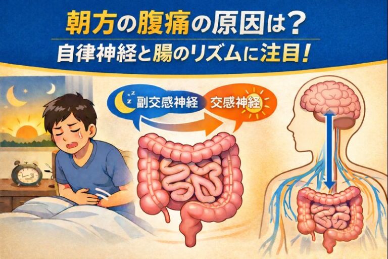 朝方に起きる腹痛の原因とは？自律神経と腸のリズムから読み解く、朝に痛くなる本当の理由のイメージ図